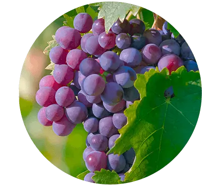 Grape Seed